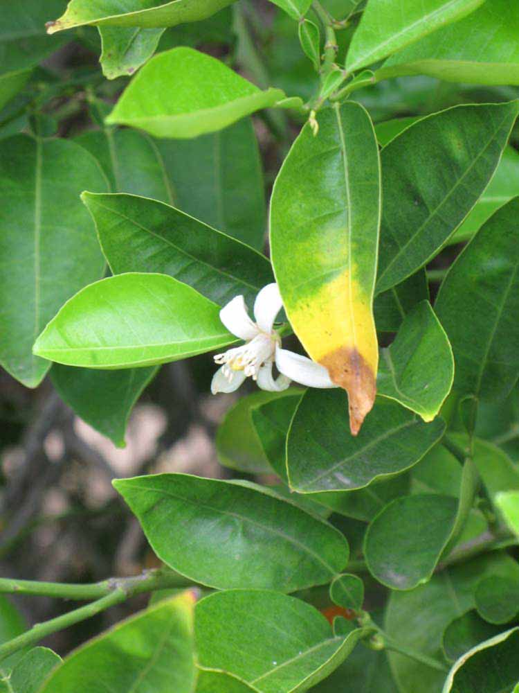              Flower (Riverside, CA)       